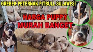 HARGA PUPPY PITBULL MURAH BANGET DI PETERNAK SULAWESI