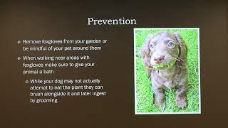 Foxglove Poisoning in Dogs