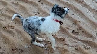 Border collie Misty and Saron on the beach.