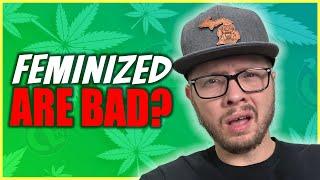 Don't Grow Feminized Genetics Until You Know This!
