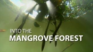 Into the Mangrove Forest | UnderH2O | PBS Digital Studios