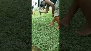 Jual rumput gajah mini Bima, jual rumput golf dan Jepang kwalitas no 1 siap tanam