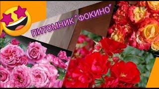 Обзор посылки с розами из питомника "Фокино". Как вам саженцы? #розы#уральскиерозы