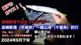 アジ、サバ、ソーダガツオを求めて…釣り旅した結果…【2024年9月下旬、波崎新港、館山港】