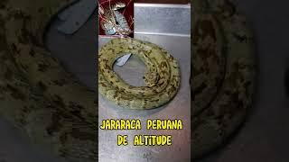 Escolha a sua jararaca! Curiosidades do Mundo Animal. Ep. 27. #shorts #cobra #biologia #animais