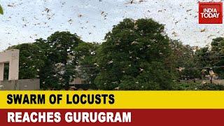 Locust Attack In Gurugram: Swarms Of Locust Attack Areas In Gurugram, Strong Winds Aid Fast Movement