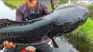 BIG FISH ‼️MANCING IKAN TOMAN DI SPOT INI WAJIB WASPADA TOMAN MONSTER MENUNGGU