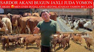 SARDOR AKANI BUGUN JAXLI JUDA YOMON CHIQDIMEN ENDI BUQALARNI TEKIN QIVORAMAN JAXLIM ENDI CHIQDI