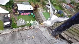 Feeding Time Carnage!! | Seagull TV EP 53