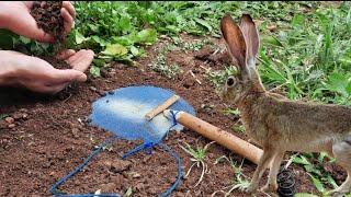 فخ جديد لصيد الأرانب على المباشر  Amazing rabbit trap