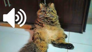 MALE CAT IN HEAT CALLING FEMALE - PRANK YOUR PETS