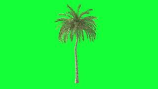 Animated Beach Palm Tree Green Screen HD