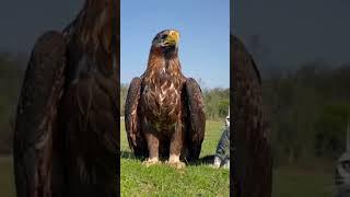 Eagle and Cat, Friends Becoming Loyal to Each Other. eagle cat funny video.  