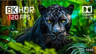 Wild Birds Special Collection 8K VIDEO ULTRA HD HDR 60FPS #video #4k #8K #HDR #60FPS