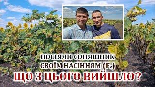 Посіяли соняшник своїм насінням (F2). Що з цього вийшло?