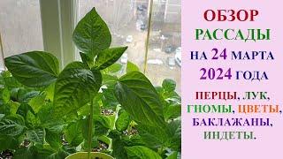 ОБЗОР РАССАДЫ НА 24 МАРТА 2024 ГОДА. ПЕРЦЫ, БАКЛАЖАНЫ, ГНОМЫ, ИНДЕТЫ, ЦВЕТОЧНЫЕ КУЛЬТУРЫ, ЛУК.