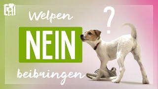 Sinnlos: Welpen NEIN beibringen. Was stattdessen funktioniert!