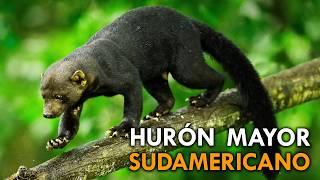 Qué POCO sabemos del TEJÓN MELERO SUDAMERICANO (Tayra)