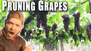 EASY INSTRUCTIONS ON HOW TO PRUNE GRAPES VINES - Why does my grapevine not produce grapes?
