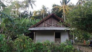 Rumah yang jauh dari tetangga sejauh 1 km || Hidup di desa