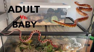 Adult Vs. Baby Corn Snake Care