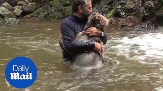 Guy plays with a friendly bear at the bottom of a waterfall - Daily Mail