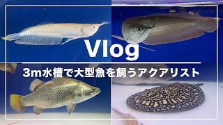 【Vlog】3m水槽2本で大型魚を飼うアクアリストの日常【Vol.2】