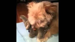 Manni with elephant squeak toy