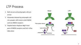 Long Term Potentiation (LTP)- Memory, How we Learn.... Explained! NMDA/AMPA Mechanism