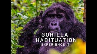 Gorilla Habituation experience| (Guide to gorilla habituation experience) Mountain gorilla tours