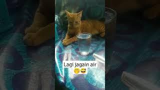 Kucing Oren Lucu