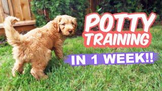 HOW TO: Potty Train Your Puppy FAST!!  10 week old puppy trained in 1 WEEK!!!