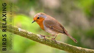 Birds Singing - Stunning Nature, Stress Relief, Relaxing Birds Sound, Soothing Birds Chirping