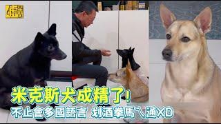 米克斯犬成精了! 不止會多國語言 划酒拳馬ㄟ通XD