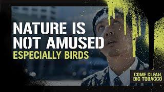 Is Tobacco Bad for the Environment? | Nature Is Not Amused (including birds)