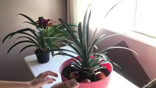 How to force a pineapple plant to flower and get Fruit (MOST POPULAR VIDEO)