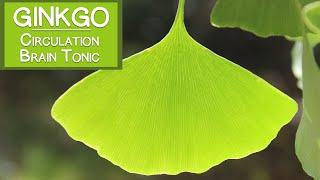 Ginkgo Biloba Leaf, Circulatory Stimulant and Brain Tonic