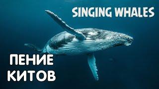 Звуки и пение китов Пение горбатых китов SINGING WHALES