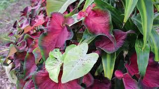 Caladium (Caladium spp.) - Plant Identification