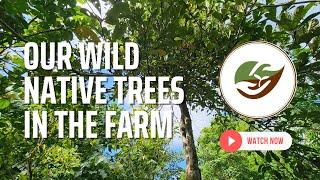 Wild Philippine Native Trees sa Habilin Farm