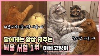 (ENG) 싸움서열 1위인 아빠고양이가 딸고양이에게는 항상 져줘요 ㅠㅠ / 딸바보 고양이 [베니패밀리]