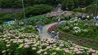 形原温泉あじさいの里 2017