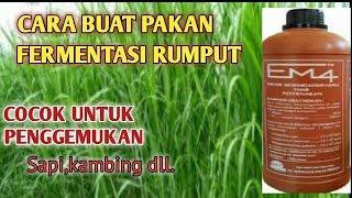 Cara Membuat Pakan Fermentasi Rumput Gajah | Silase rumput gajah