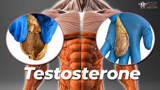 Testosterone Crisis? Why Male Testosterone is Lower Than Ever