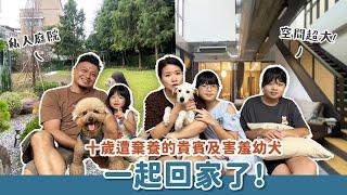 十歲遭棄的貴賓犬及害羞幼犬一起回家了！｜浪浪到家了