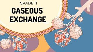 GASEOUS EXCHANGE | Easy to Understand