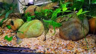 Australian Desert Goby (Chlamydogobius Eremius) pair