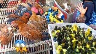 اسعار الطيور⁉️#جولة في سوق الطيور صدمة وانهيار في اسعار جميع انواع الطيور#سعر_بط_وز_رومي_ارانب_كتكوت