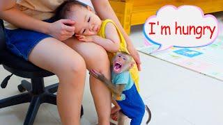 Pupu monkey and Nguyen act cute and clingy to their mother to ask for food.
