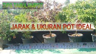 Jarak Tanam Ideal & ukuran POT ideal TABULAMPOT